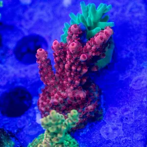 CB Maleficent Acro Chunky