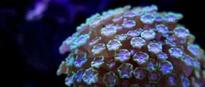 Daisy (Alveopora spp)