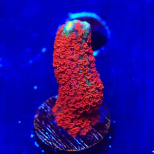 Forest Fire Digitata Montipora Coral