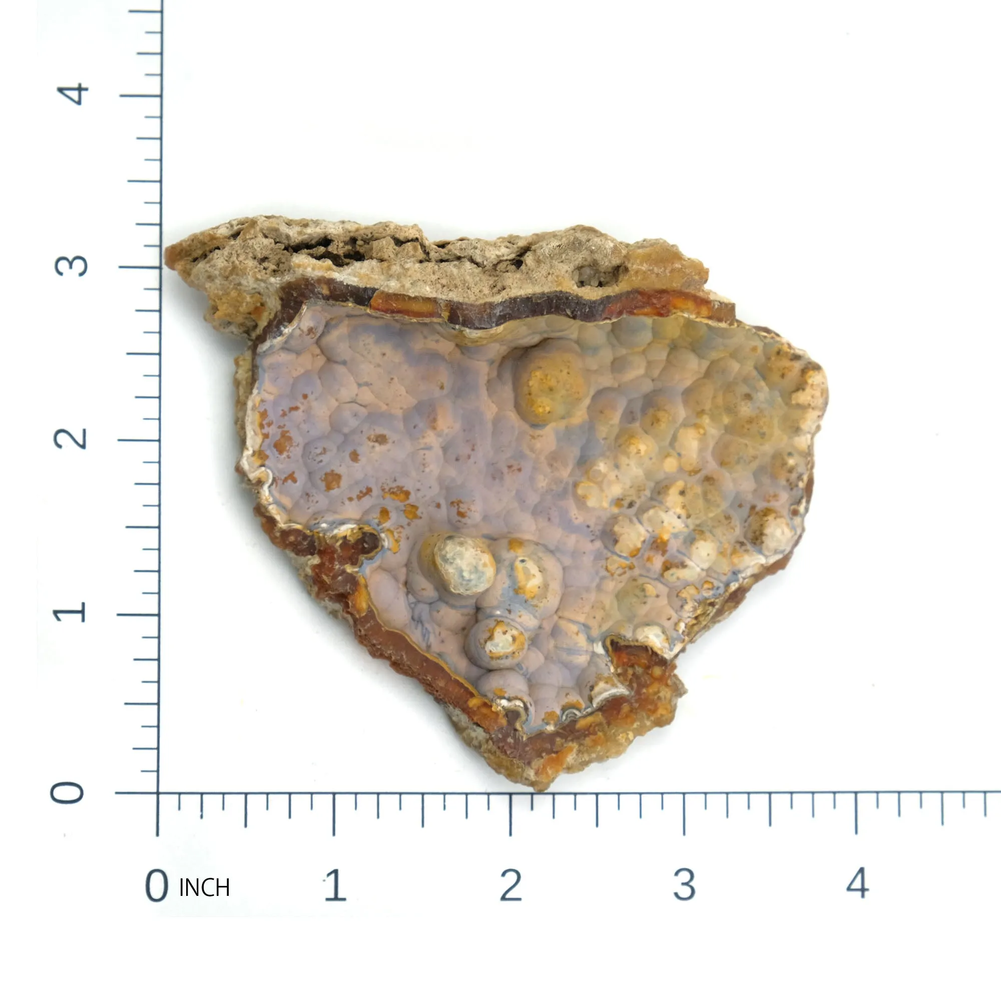 Fossilized Coral in Botryoidal Form with Silicate Druzy Specimen #97
