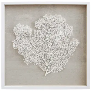 Framed Fan Coral White