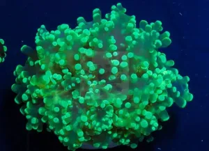 Frogspawn Coral Sea (Euphyllia spp)