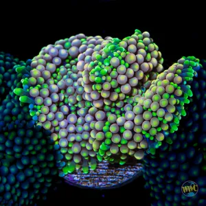 Kiwi Daydream Ricordea Mushroom