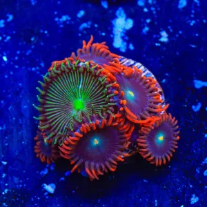 Punk Rocker Combo Zoanthids Coral