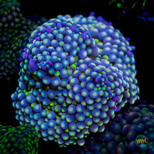 Purple Haze Ricordea Mushroom