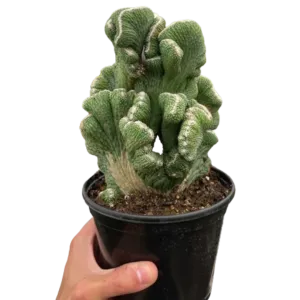 Succulent Cereus Coral Green