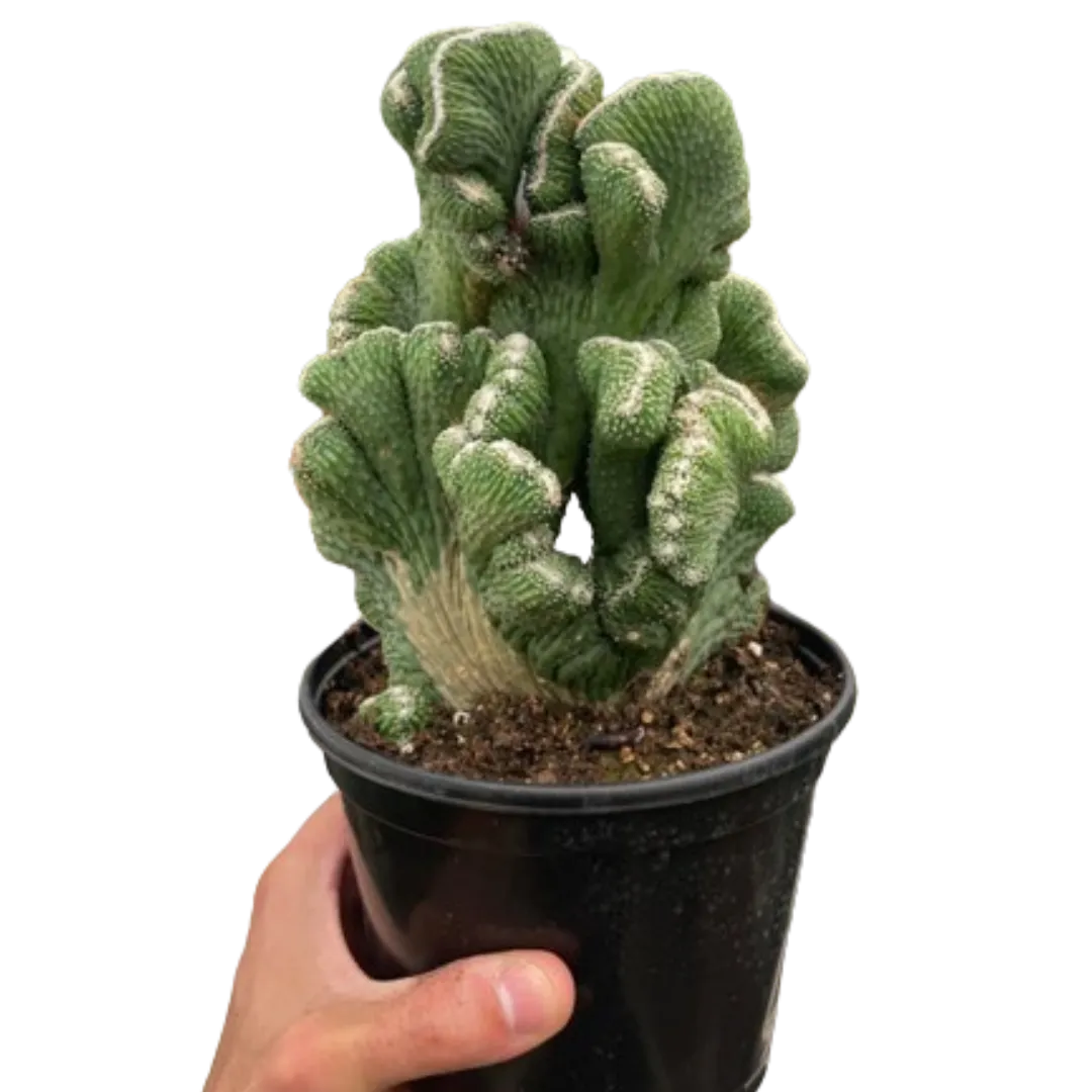 Succulent Cereus Coral Green