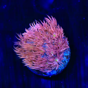 TSA Pink Blossom Goniopora Coral