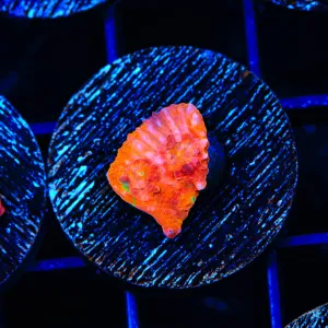 TSA Red Hot Chalice Coral