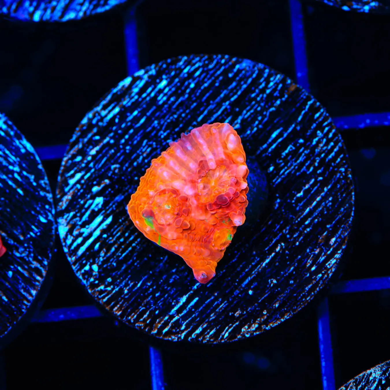 TSA Red Hot Chalice Coral