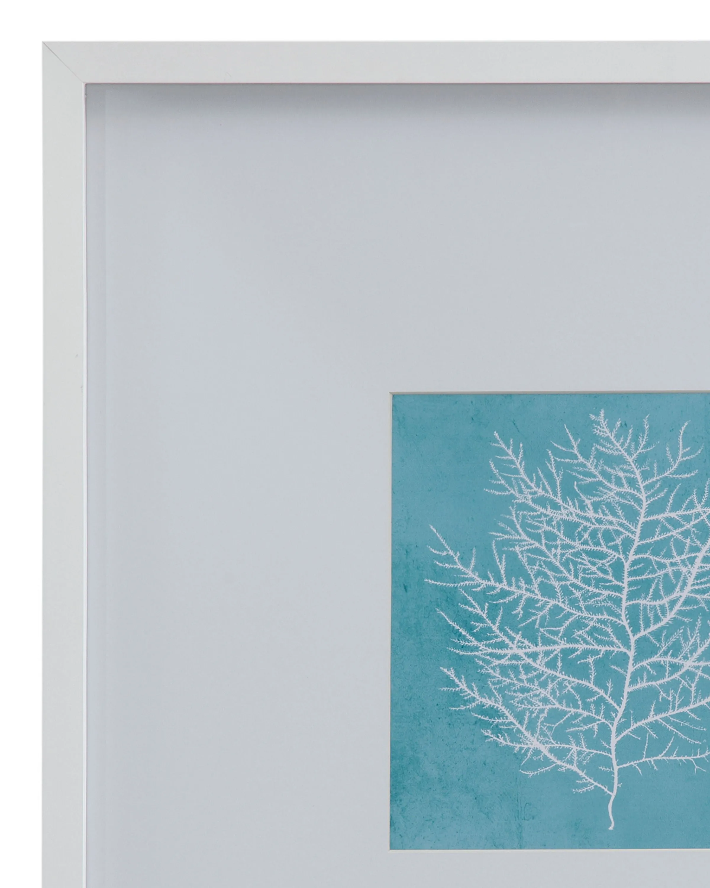 White Coral On Blue - II Framed Print - Blue / White