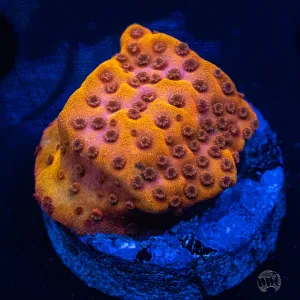 WWC Orenji Montipora Coral